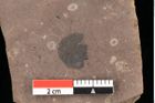 Foto (Detailansicht) von Pinus ciliata Ettingshausen (NHMW-GEO-2024-0188-0324)